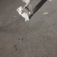 شیتزو|سگ|اردبیل, |دیوار