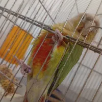 گرینچیک جوجه ۱۵روزه یک عدد|پرنده|سبزوار, شرق کال جنوبی (شمس آبادی)|دیوار