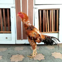 خروس لاری جوجه کشی