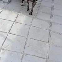 توله سگ دوماهه|سگ|کاشمر, |دیوار