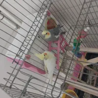 عروس هلندی لوتینو