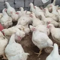 مرغ زنده و پرکنده در ملکشاهی