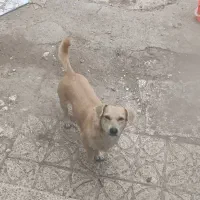 واگذاری سگ پا کوتاه ماده