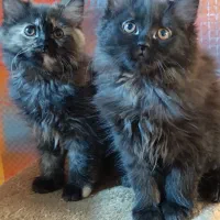 گربه پرشین|گربه|شیراز, درکی|دیوار