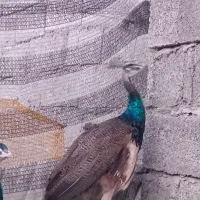 طاووس|پرنده|آستانه اشرفیه, |دیوار