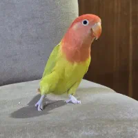 طوطی برزیلی|پرنده|اردبیل, |دیوار