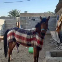 مادیون عرب|حیوانات مزرعه|هندمینی, |دیوار