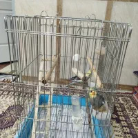 عروس هلندی نر و ماده با قفس|پرنده|شهریار, شهرک امیریه|دیوار