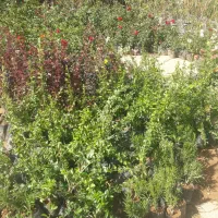 فروش انواع گل رز هلندی رونده ساناز بدون واسطه|گل و گیاه طبیعی|بجنورد, |دیوار