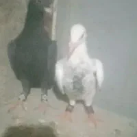 سوسکی بزک|پرنده|تربت‌حیدریه, حاجی یار‎|دیوار