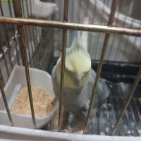 عروس هلندی|پرنده|تهران, شکیبا|دیوار