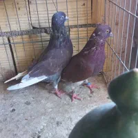 کفتر پرشی ومسافتی|پرنده|قم, هنرستان|دیوار