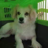 سگ معاوضه با هرچی که بدردم بخوره