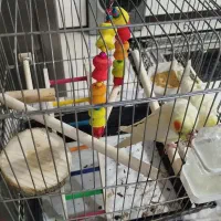 عروس هلندی نر و ماده لوتینو