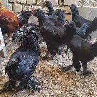 جوجه خروس سیاه مرندی|پرنده|نجف‌آباد, امام خمینی|دیوار