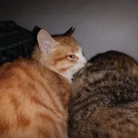 گربه|گربه|مراغه, |دیوار