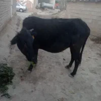 گاو|حیوانات مزرعه|فراغی, |دیوار