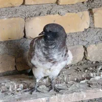 فروش کبوتر|پرنده|اردکان, |دیوار