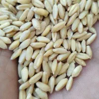 گندم بش مخصوص ارد و پرنده