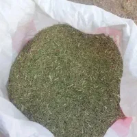 خار شتری|حیوانات مزرعه|قلندر آباد, |دیوار