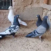 ۶عدد کفتر