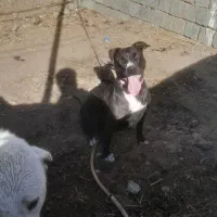 سگ پیتبول اصل