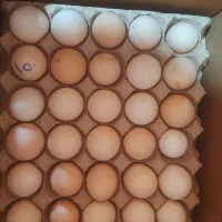 تخممرغ محلی به قیمت تخممرغ روز 8تومن