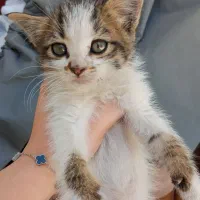 واگذاری بچه گربه