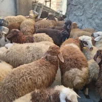 کاور نر وماده داشتی|حیوانات مزرعه|کلیائی, |دیوار