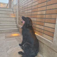 سگ گلدن|سگ|شاندیز, |دیوار