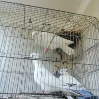 کفتر یاکبوتر|پرنده|قم, لبچال|دیوار