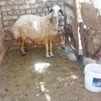 گوسفند خوشمزه 260