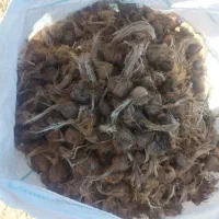 پیاز زعفران