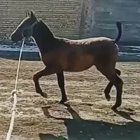 کره نریان کورد