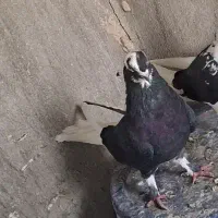 گمشده|پرنده|خوی, |دیوار