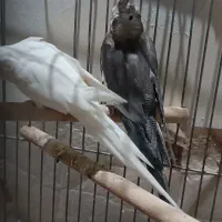 عروس هلندی آلبینو ووایت