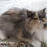 پرشین کالیکو