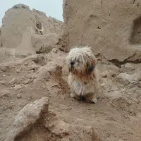 سگ پاکوتاه نروسگ نژاددار|سگ|ماهدشت, |دیوار