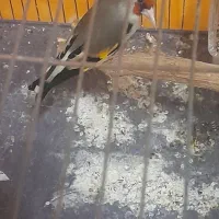 سهره