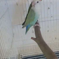 طوطی کوتوله مواد تضمینی