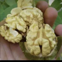 گردو تازه