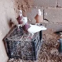 تعدادی کبوتر طوقی.  قیمت مناسب به فروش می‌رسد|پرنده|هلالی, |دیوار