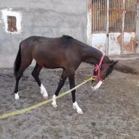 کره مادیون ۱سال نیم