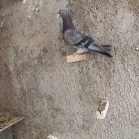 کبوتر مفت|پرنده|کازرون, |دیوار