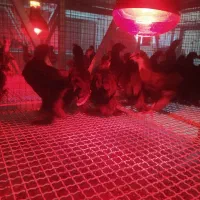 جوجه یک روزه و یک ماهه مرندی اصیل|حیوانات مزرعه|ری, شهرری|دیوار