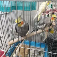 عروس هلندی ، دوتا نر یه دونه ماده،همراه باقفس|پرنده|مسجد سلیمان, |دیوار