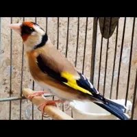 سهره مست عالی جفتی