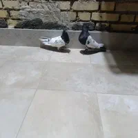 کبوتر