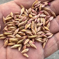 جو بذری صحرا