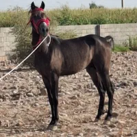 کلاس خصوصی سوارکاری بلوار ملاصدرا با اسب|خدمات آموزشی|دزفول, |دیوار